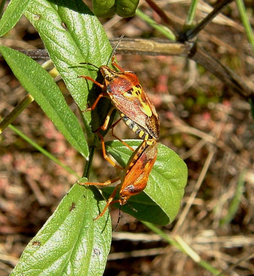 Carpocorus pudicus? (purpureipennis o mediterraneus?)